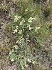 Astragalus pectinatus