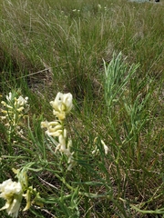 Astragalus pectinatus