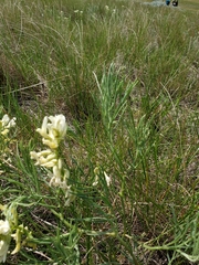 Astragalus pectinatus