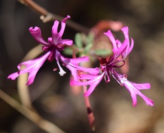Clarkia concinna