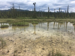 Coenagrion interrogatum