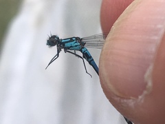 Coenagrion interrogatum