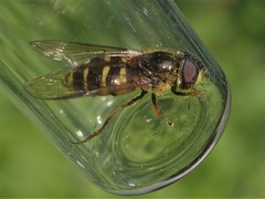Dasysyrphus venustus