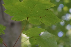 Acericecis ocellaris