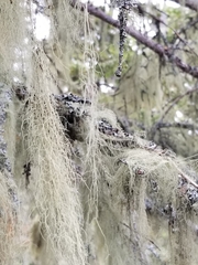 Usnea cavernosa