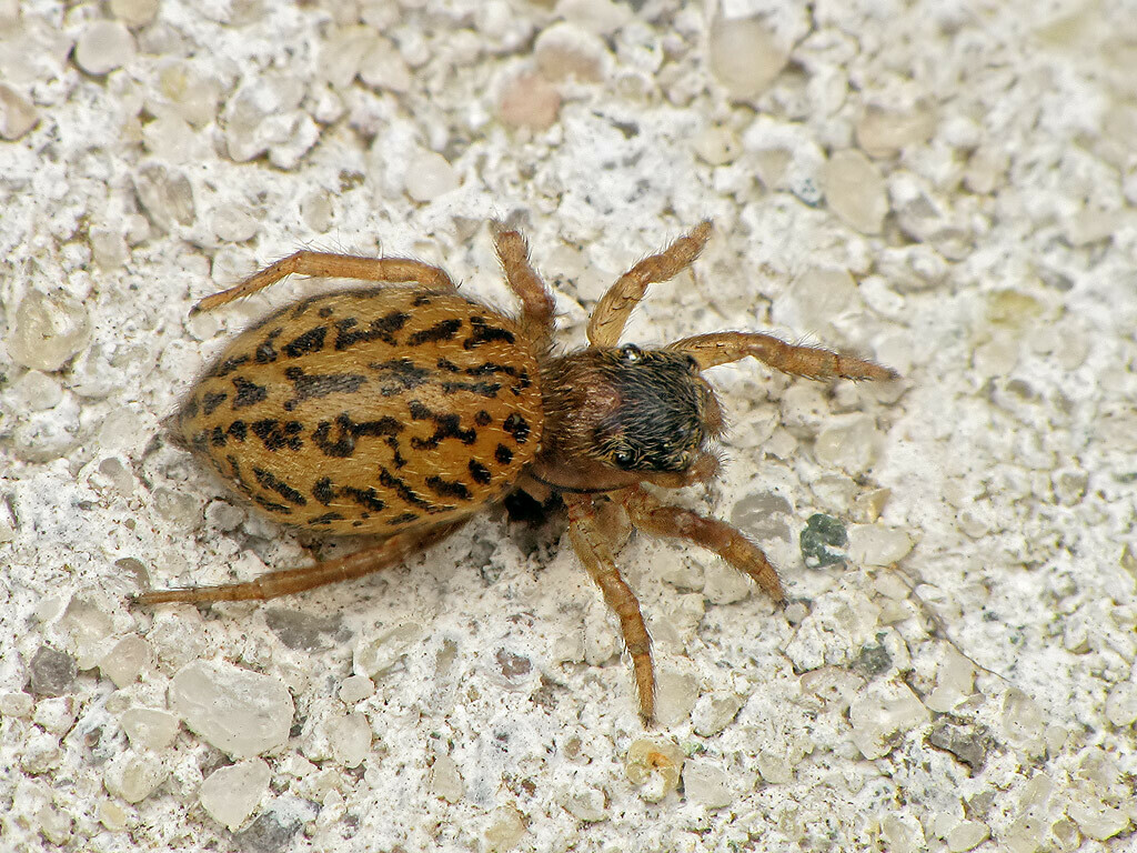 White-Palped Jumping Spider, photo 1 of 10