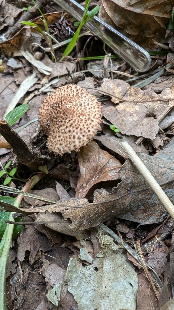 Lepiota echinacea · September 2024 · photo: © atsushi_nakajima_cirque (iNaturalist, cc-by)