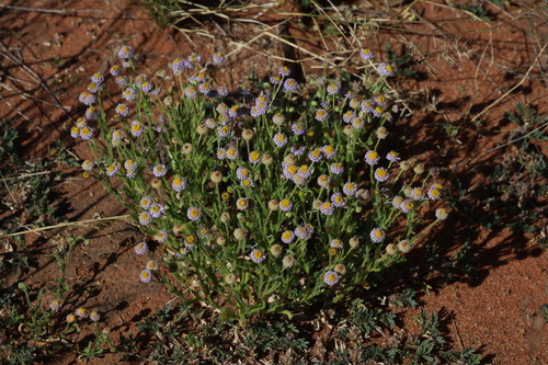 Calotis porphyroglossa, 2024-08-01
