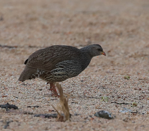 Natal Spurfowl