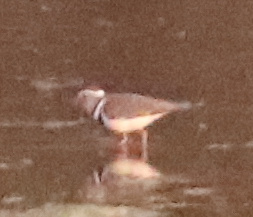 African Three-banded Plover