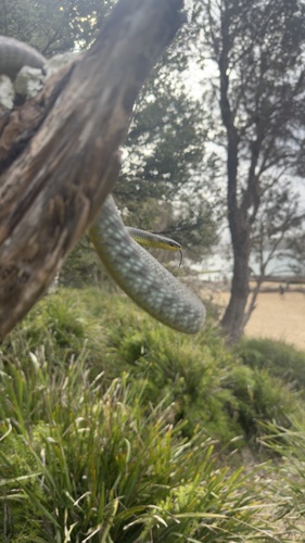 Common Tree Snake sighting