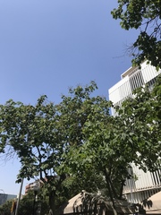 Magnoliopsida