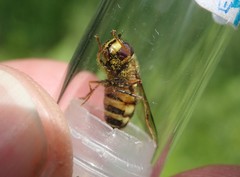 Dasysyrphus venustus