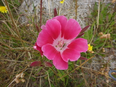 Clarkia amoena