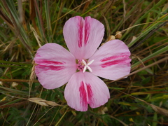 Clarkia amoena