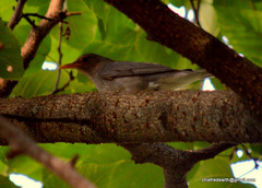Turdus unicolor