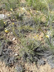 Hymenopappus filifolius cinereus