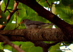 Turdus unicolor