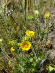Potentilla bipinnatifida