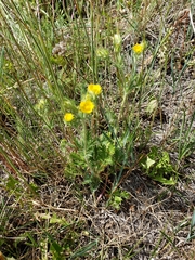 Potentilla bipinnatifida
