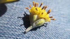 Hymenopappus filifolius cinereus