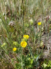 Potentilla bipinnatifida