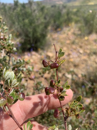 Image of Searsia dissecta by (c) Dave Richardson, some rights reserved (CC BY)