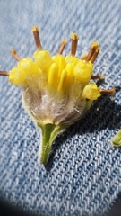 Hymenopappus filifolius cinereus