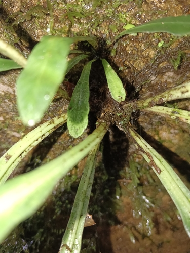 Asplenium griffithianum iNat (3)