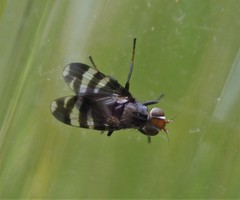 Herina frondescentiae
