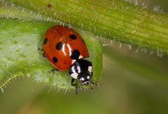 Coccinella septempunctata