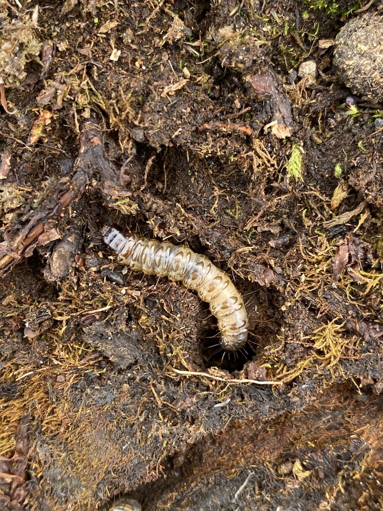 Pringleophaga kerguelensis