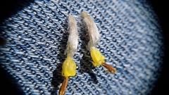 Hymenopappus filifolius cinereus