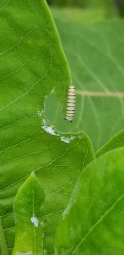 Monarch photographed in Minnesota