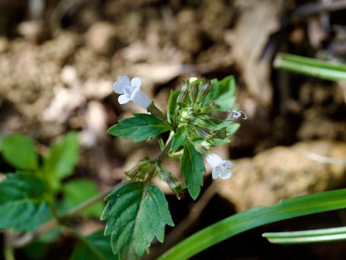 Clinopodium multicaule iNat (2)
