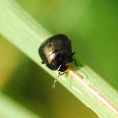 Coptosoma scutellatum