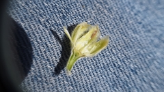 Hymenopappus filifolius cinereus
