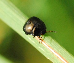 Coptosoma scutellatum