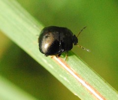 Coptosoma scutellatum