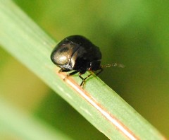 Coptosoma scutellatum