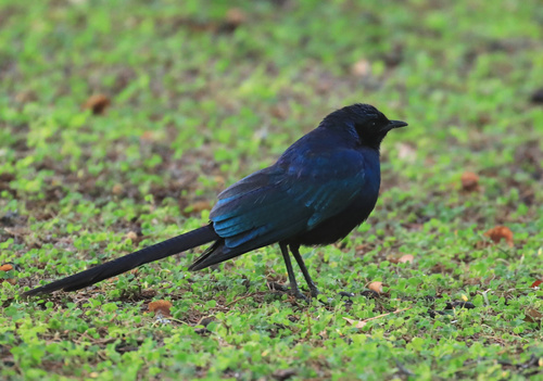 Savanna Meves Starling