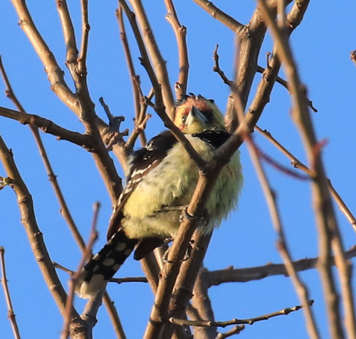 Crested Barbet