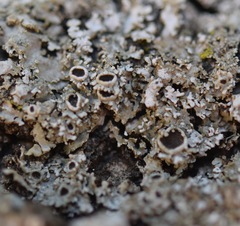 Physconia americana