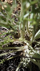 Hymenopappus filifolius cinereus
