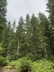 Abies amabilis