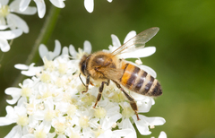 Apis mellifera