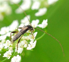Molorchus umbellatarum