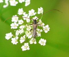 Molorchus umbellatarum