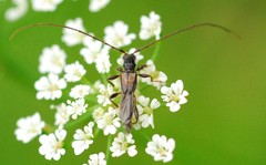 Molorchus umbellatarum