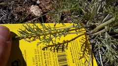 Hymenopappus filifolius cinereus